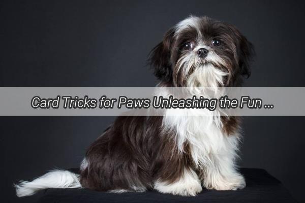 Card Tricks for Paws Unleashing the Fun with Poker Chip Dog Accessories